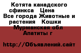 Котята канадского сфинкса › Цена ­ 15 - Все города Животные и растения » Кошки   . Мурманская обл.,Апатиты г.